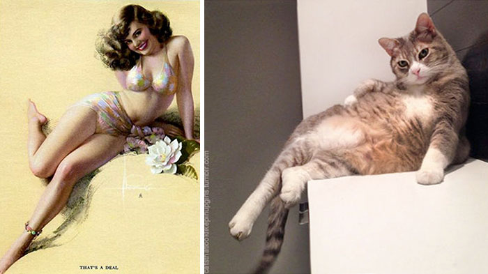 Questi gatti posano come delle vere Pin-up