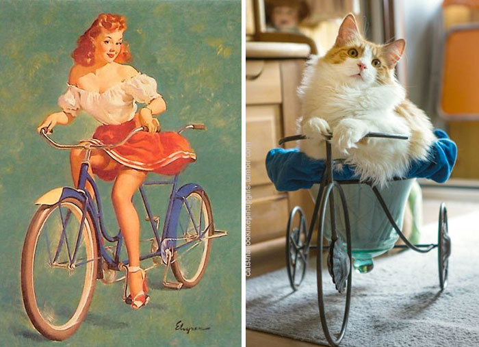 Questi gatti posano come delle vere Pin-up