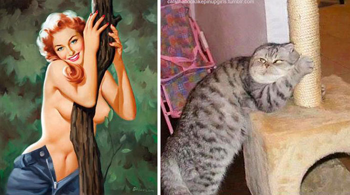 Questi gatti posano come delle vere Pin-up