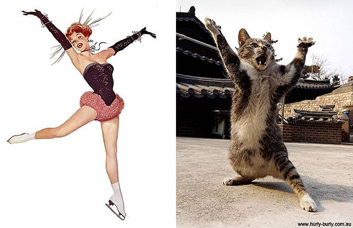 Questi gatti posano come delle vere Pin-up