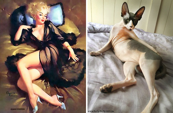 Questi gatti posano come delle vere Pin-up