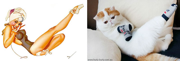 Questi gatti posano come delle vere Pin-up