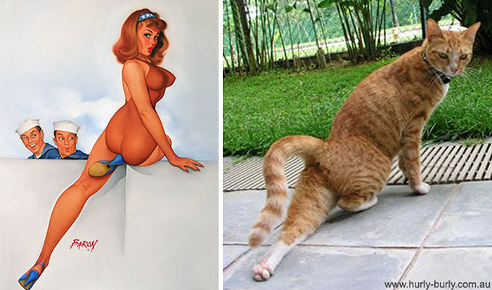 Questi gatti posano come delle vere Pin-up