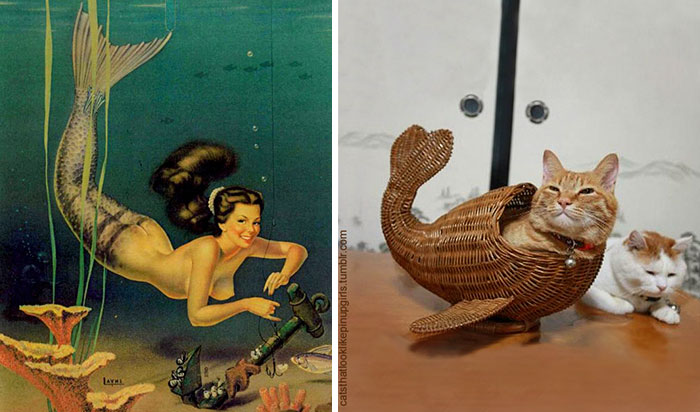 Questi gatti posano come delle vere Pin-up