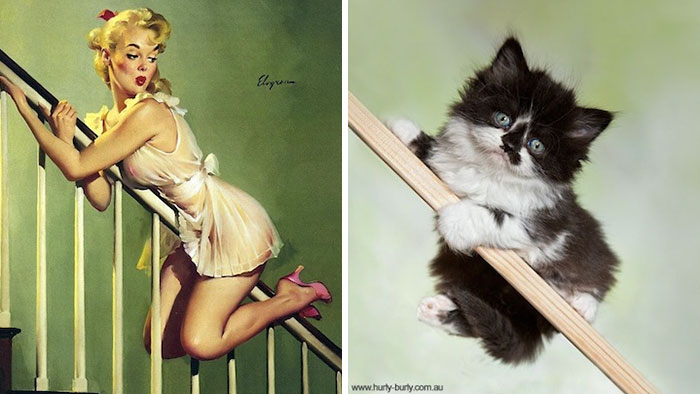 Questi gatti posano come delle vere Pin-up