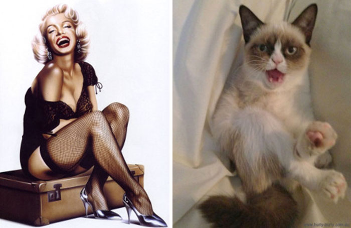 Questi gatti posano come delle vere Pin-up