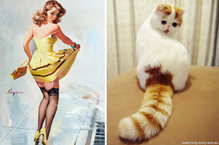 Questi gatti posano come delle vere Pin-up