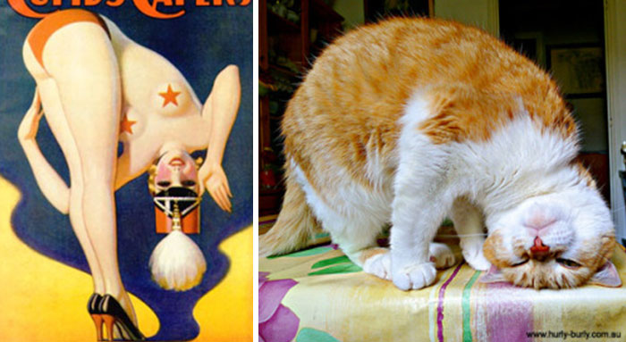 Questi gatti posano come delle vere Pin-up