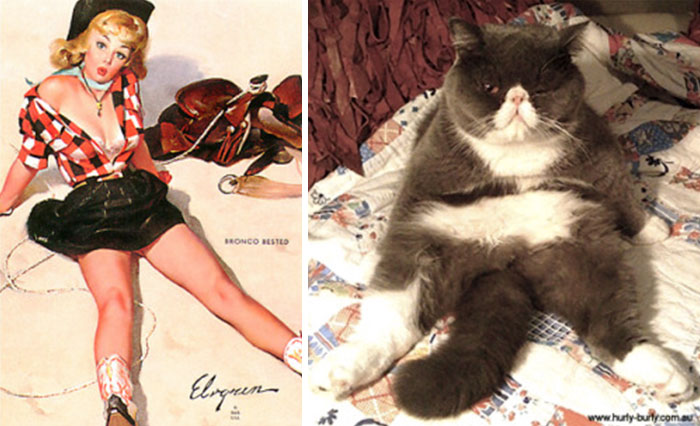 Questi gatti posano come delle vere Pin-up