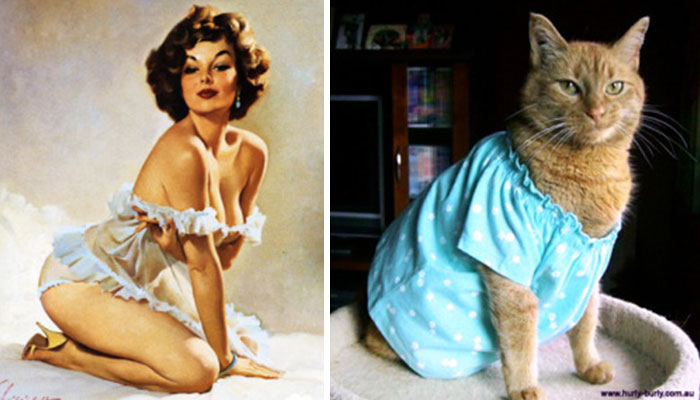 Questi gatti posano come delle vere Pin-up