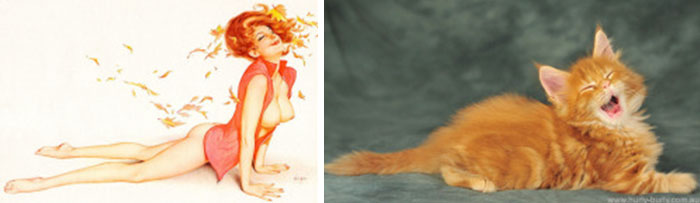 Questi gatti posano come delle vere Pin-up