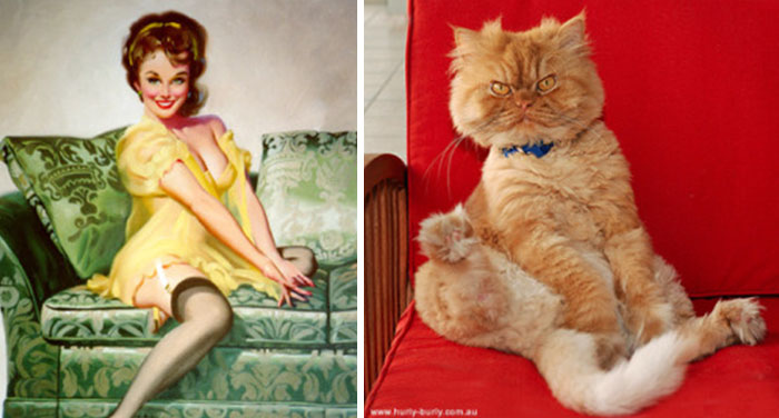 Questi gatti posano come delle vere Pin-up
