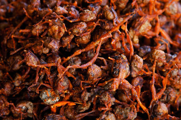 Come ti cucino gli insetti. 24 piatti considerati gourmet (altro che schifo!)