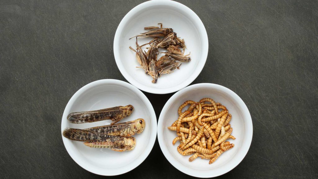 Come ti cucino gli insetti. 24 piatti considerati gourmet (altro che schifo!)
