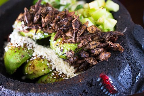 Come ti cucino gli insetti. 24 piatti considerati gourmet (altro che schifo!)