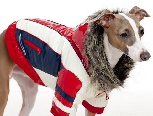 20 cappottini e abiti per cani che sembrano outfit umani