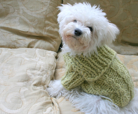 20 cappottini e abiti per cani che sembrano outfit umani