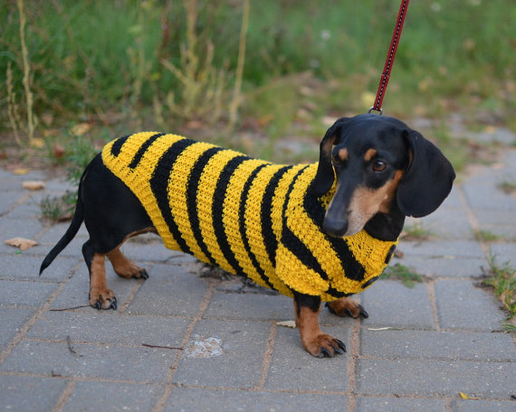 20 cappottini e abiti per cani che sembrano outfit umani