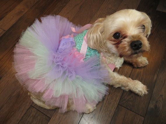 20 cappottini e abiti per cani che sembrano outfit umani