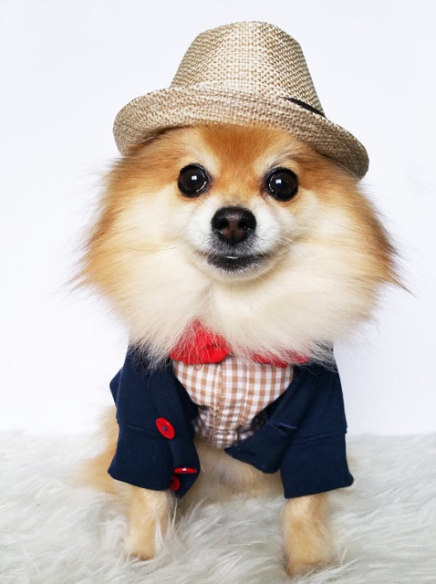 20 cappottini e abiti per cani che sembrano outfit umani