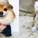 20 cappottini e abiti per cani che sembrano outfit umani