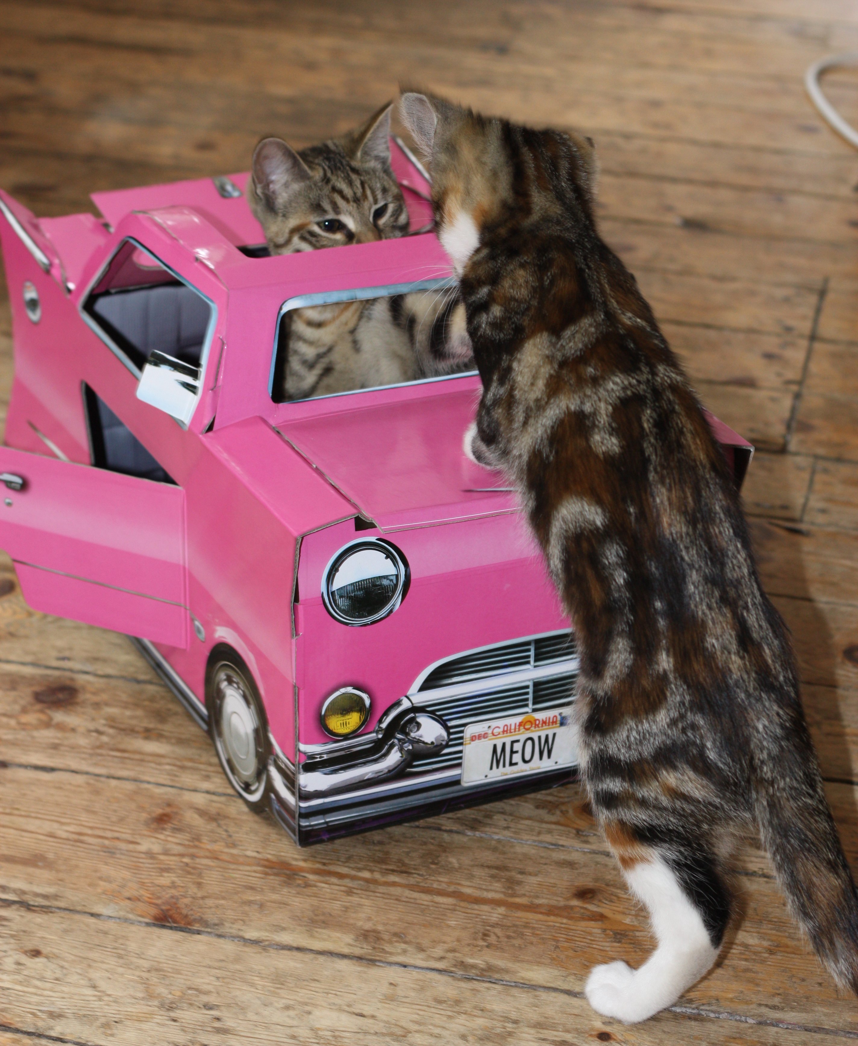 I giocattoli per gatti più originali (e assurdi) mai visti