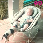 Due "cuccioli" a confronto