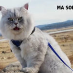 Gandalf: il gatto che fa vacanze migliori delle tue!