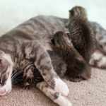 Le gioie (e i disagi) di essere una mamma... Gatto