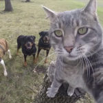 Manny: il gatto campione di selfie
