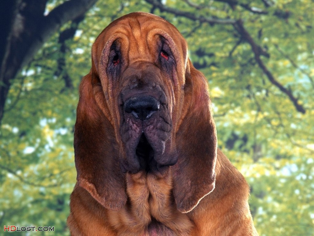 Le 10 razze di cani che scappano più spesso: c'è anche il tuo?