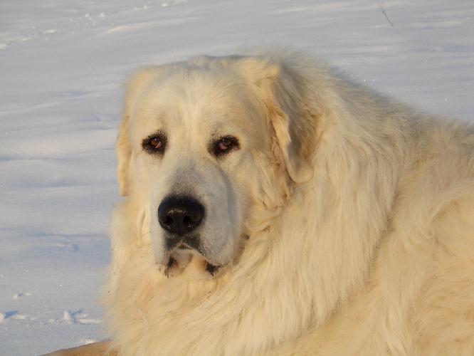 Le 10 razze di cani che scappano più spesso: c'è anche il tuo?