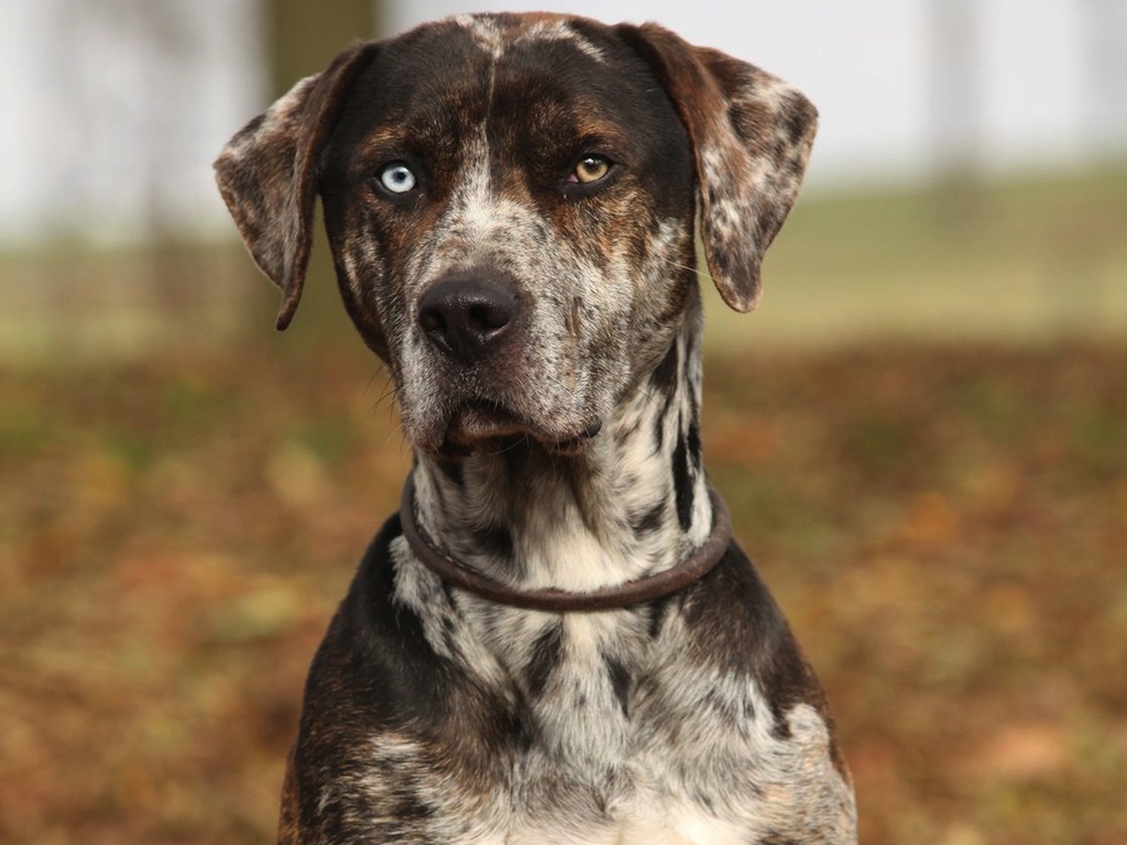 Le 10 razze di cani che scappano più spesso: c'è anche il tuo?