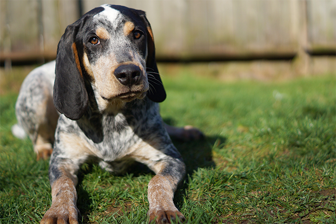 Le 10 razze di cani che scappano più spesso: c'è anche il tuo?
