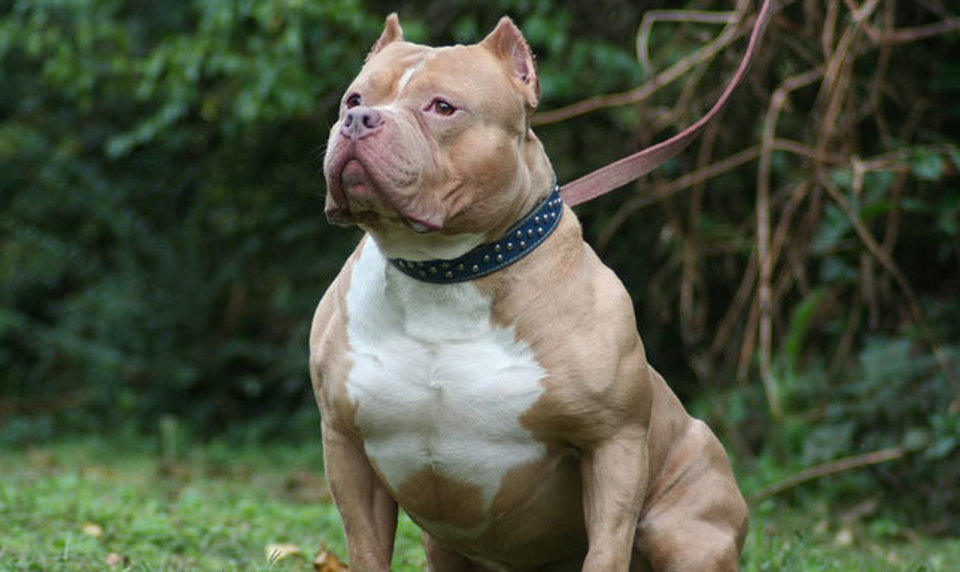 Le 10 razze di cani che scappano più spesso: c'è anche il tuo?