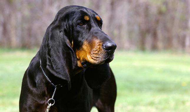 Le 10 razze di cani che scappano più spesso: c'è anche il tuo?