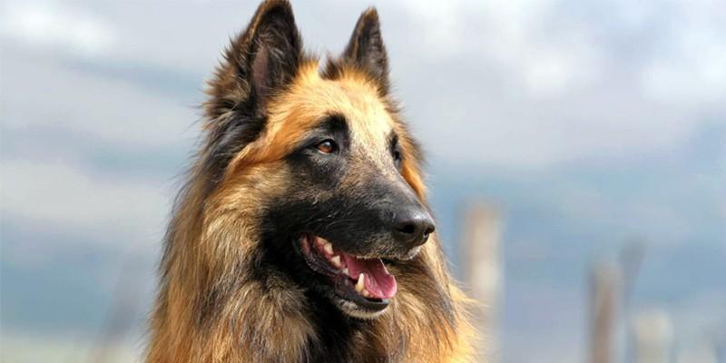 Le 10 razze di cani che scappano più spesso: c'è anche il tuo?