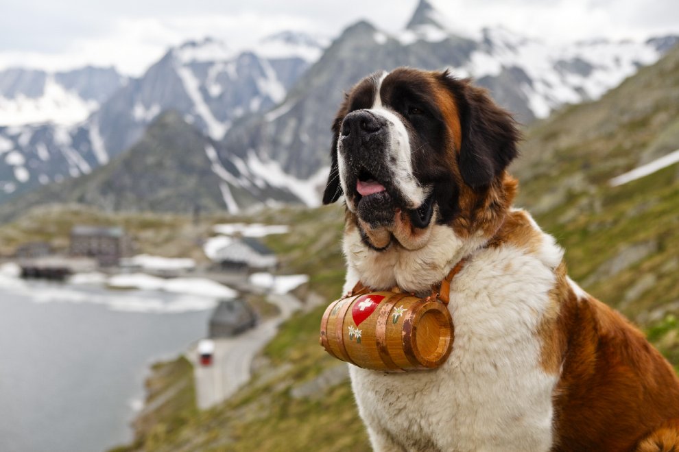 Le 10 razze di cani che scappano più spesso: c'è anche il tuo?