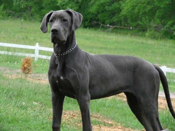 Le 10 razze di cani che scappano più spesso: c'è anche il tuo?