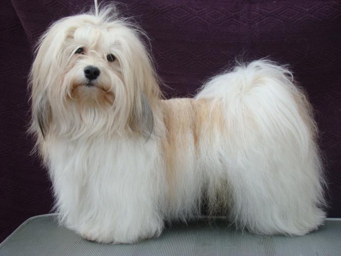 Le 10 razze di cani che scappano più spesso: c'è anche il tuo?