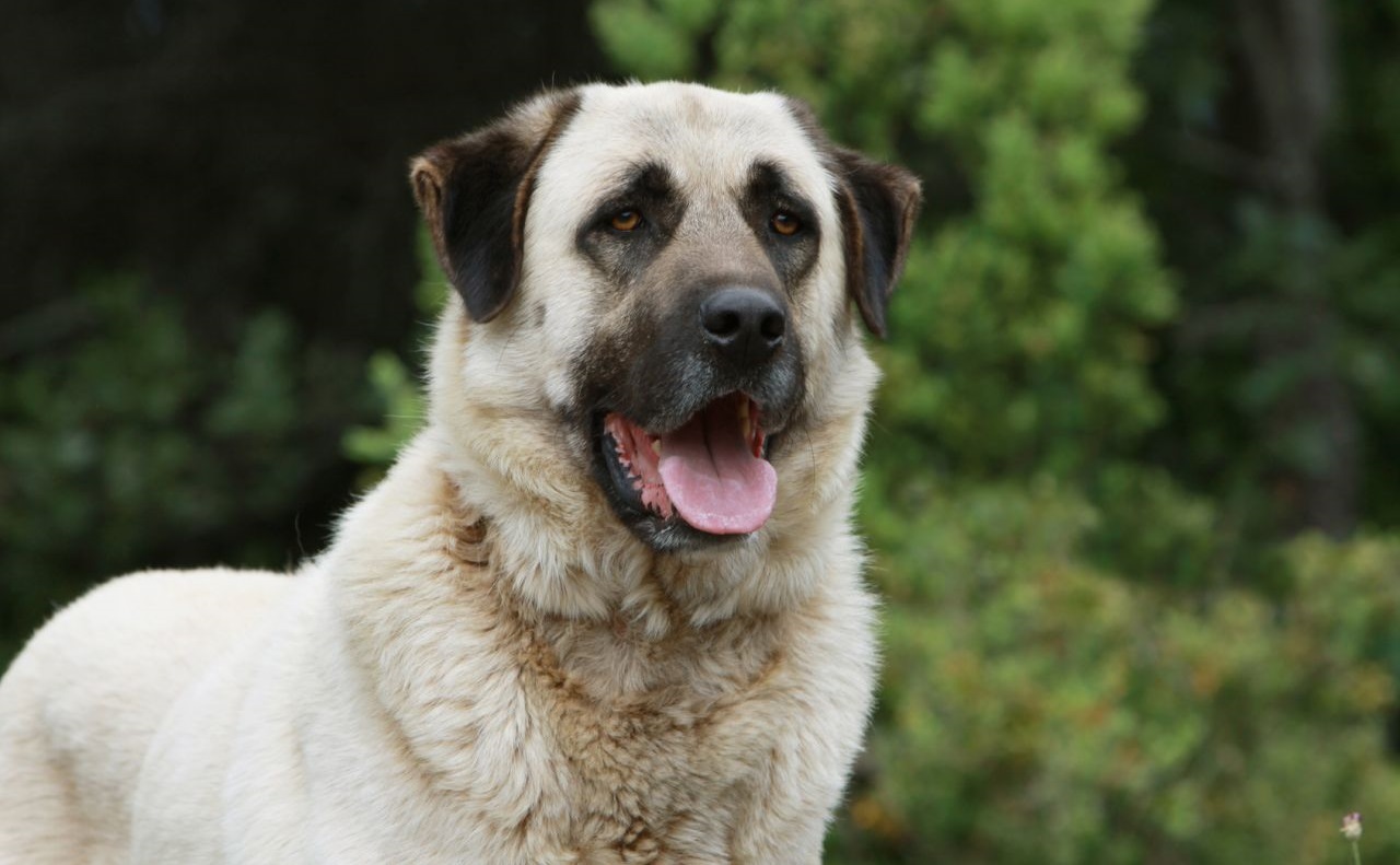 Le 10 razze di cani che scappano più spesso: c'è anche il tuo?