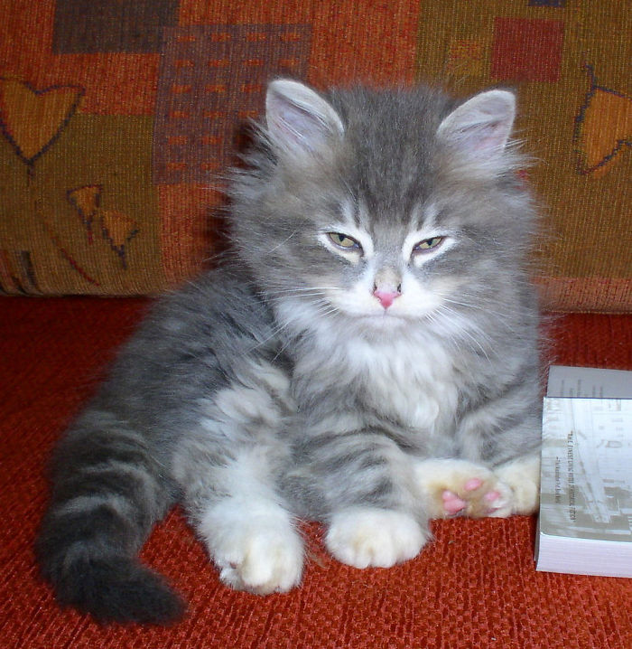 Anche i più dolci... si arrabbiano. E sono guai!