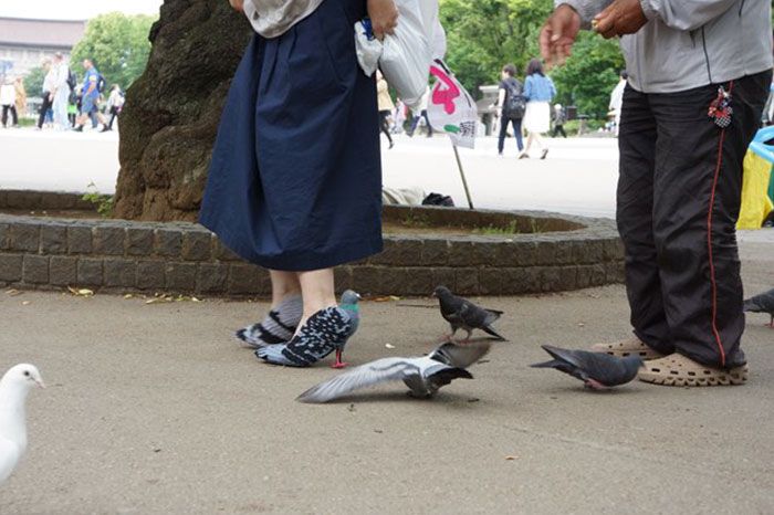Tutti pazzi per le scarpe piccione con il tacco