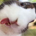 Conigliare vs gattare: 8 motivi per scegliere un coniglio invece di un gatto