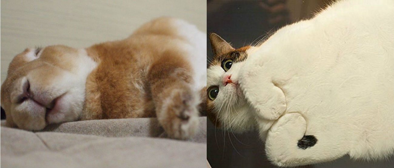 Conigliare vs gattare: 8 motivi per scegliere un coniglio invece di un gatto