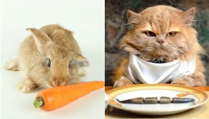 Conigliare vs gattare: 8 motivi per scegliere un coniglio invece di un gatto
