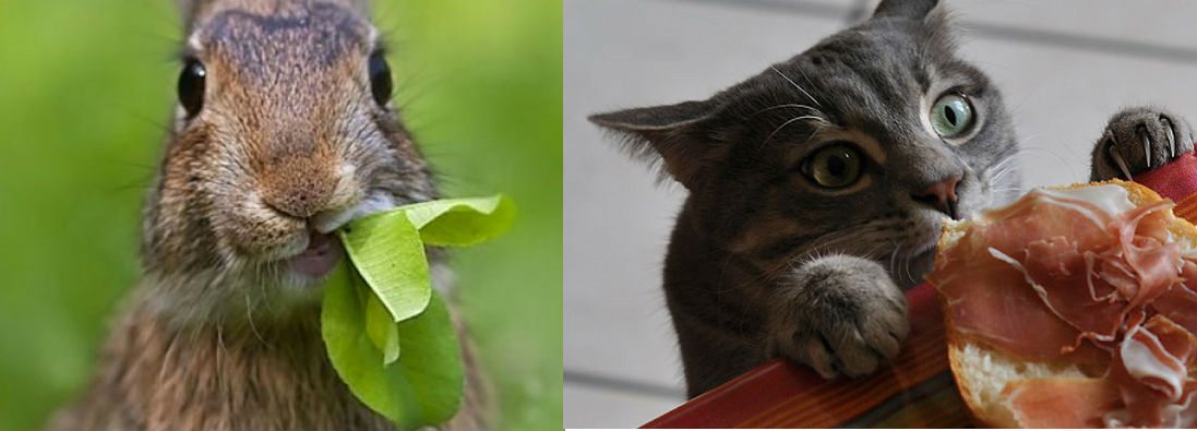 Conigliare vs gattare: 8 motivi per scegliere un coniglio invece di un gatto