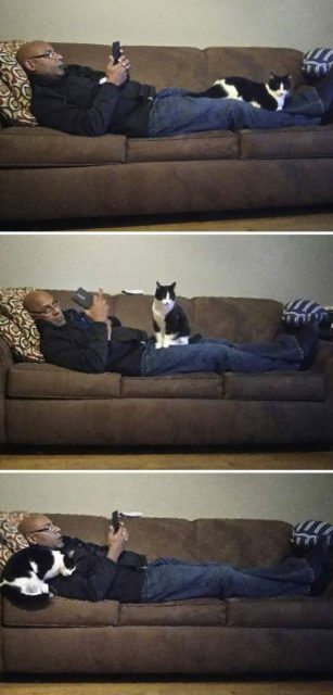 40 immagini di persone che avevano detto "in questa casa non entra nessun gatto" 40 immagini di persone che avevano detto "in questa casa non entra nessun gatto"