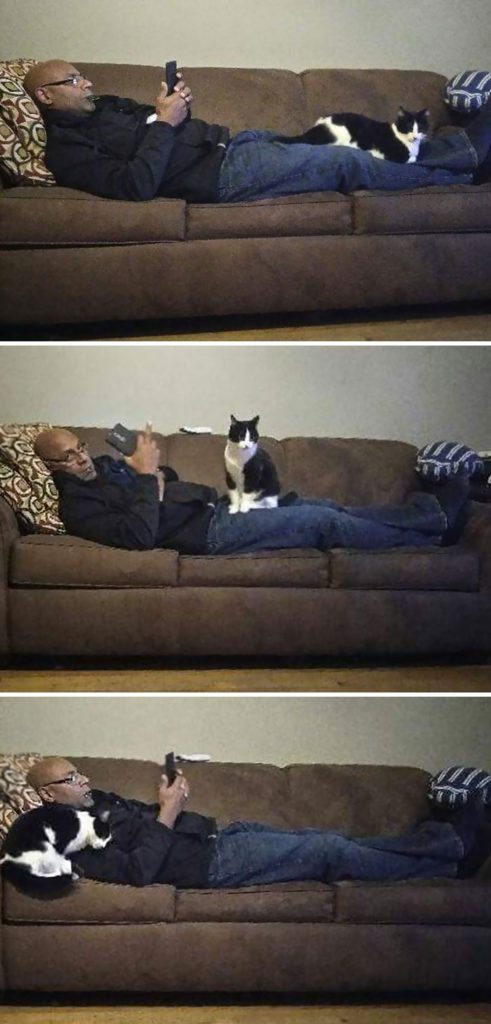 40 immagini di persone che avevano detto "in questa casa non entra nessun gatto"