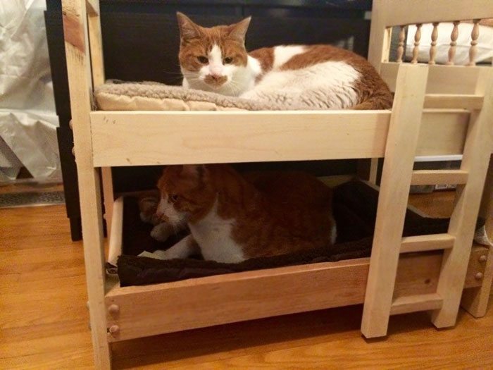 40 immagini di persone che avevano detto "in questa casa non entra nessun gatto"